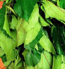 Fresh Ugu (Pumpkin) Leaf Rich in Iron & Vitamins