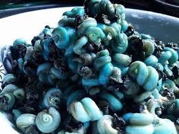 Fresh Periwinkle Seafood – 1lb Pack