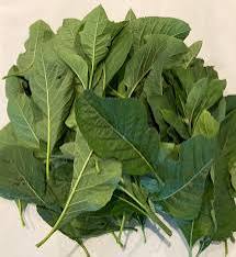 Fresh Bitter Leaf
