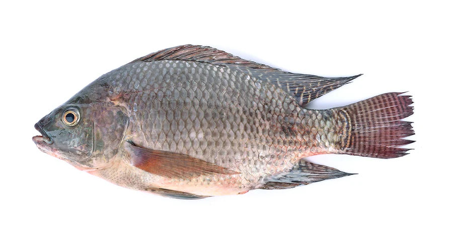 Tilapia Fish